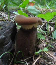 Paxillus atrotomentosus2