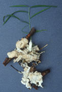 Sebacina incrustansCHECK Mushroom