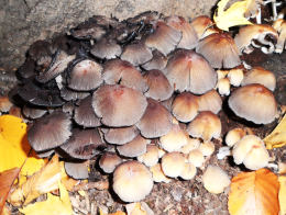 Coprinus micaceus 1