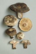 Russula nigricans 2 Mushroom