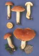 Boletus subglabripes2 Mushroom