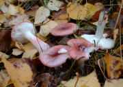 Russula gracilis GK M 447 Mushroom