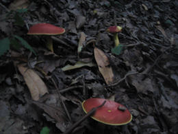 Boletus rubellus