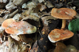 Cortinarius bolaris 2