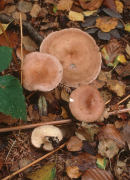 Lactarius vietusF Mushroom