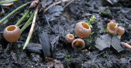 Geopixis carbonaria Mushroom