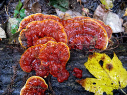 Ganoderma lucidum2