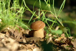 Cep Richard Scott