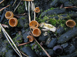 Geopixis carbonaria 2 Mushroom