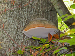 Fomes fomentarius 7