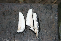 Xylaria polymorpha  David Tuckett