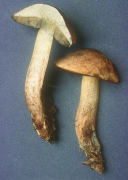 Boletus vermiculosus Mushroom