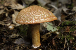 Cortinarius bolaris 2