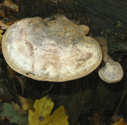 Daedalia quercina2