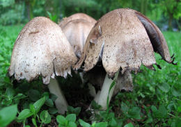 Coprinus atramentariusF