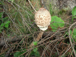 Lepiota procera4