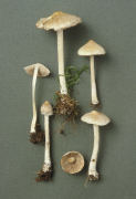 Inocybe eutheles Mushroom