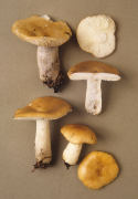 Russula ochroleuca3 Mushroom