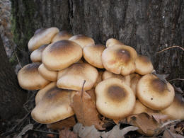 Armillaria mellea 001