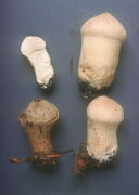 Calvatia excipuliformis Mushroom