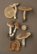 Inocybe flocculosa3 Mushroom