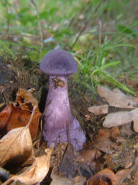 Cortinarius violaceus 2