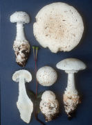 Amanita cokeri Mushroom