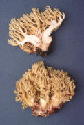 Ramaria xanthosperma Mushroom