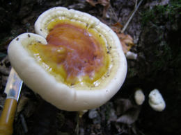 Ganoderma lucidum2