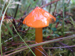 Hygrocybe conicaF