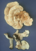 Bondarzewia berkeleyi Mushroom