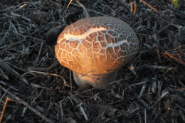 Calvatia cyathiformis2