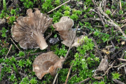 Arrhenia spathulata 2 Mushroom