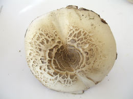 Agaricus placomyces2