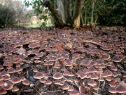 Macrocystidia cucumis GK Mushroom