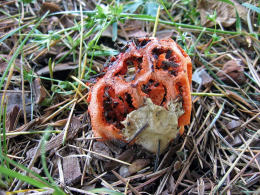 Clathrus ruber