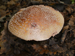 Amanita rubescens 6