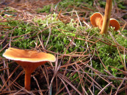 Hygrophoropsis aurantiacaF