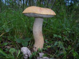 Leccinum scabrumF