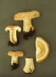 Lactarius mairei019 Mushroom