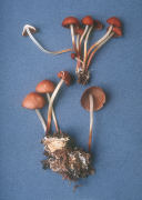 Marasmius cohaerens Mushroom