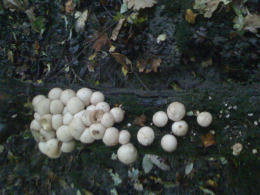 Lycoperdon pyriforme2