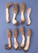 Morchella HICKORY Mushroom