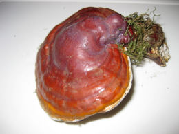 Ganoderma lucidum2