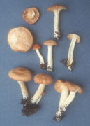 Hygrophorus pratensis Mushroom
