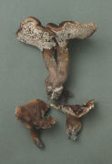 Sarcodon scabrosum2 Mushroom
