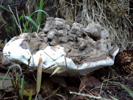 Ganoderma applanatum 2