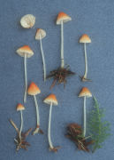 Mycena aurantiidisca2 Mushroom