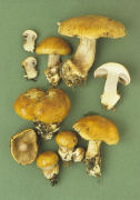 Cortinarius glaucopus 2 Mushroom