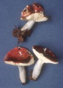 Russula vinosa3 Mushroom